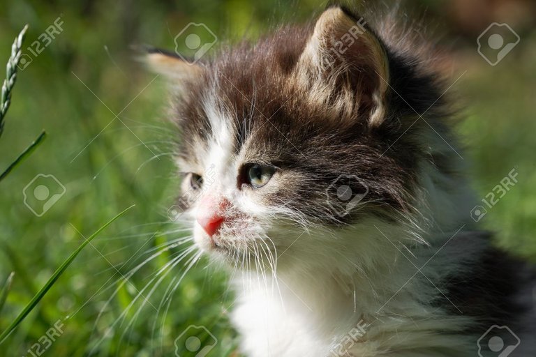 7021945-Cute-little-kitten-cat-with-bushy-hair-Stock-Photo.jpg