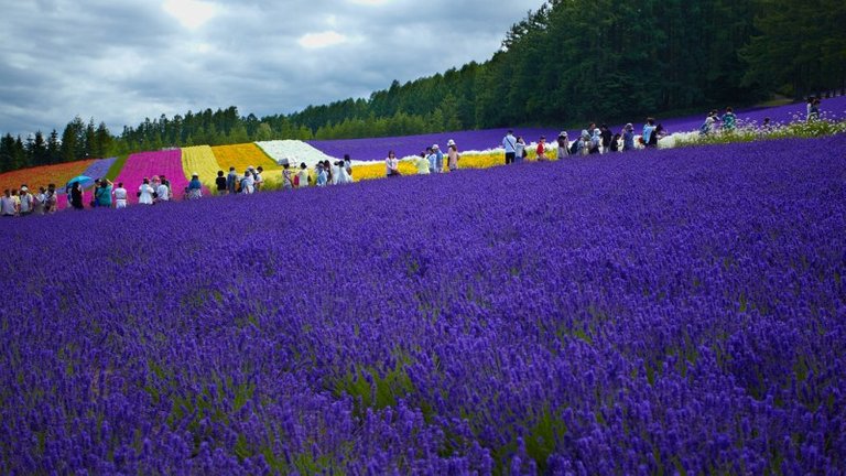 lavender_garden_farm_tomita_in_furano_hokkaido (1).jpg