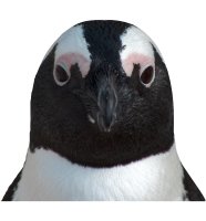 Penguin 200H.jpg