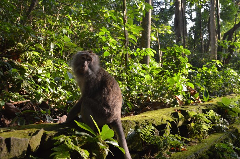 Monkeying Around in Ubud