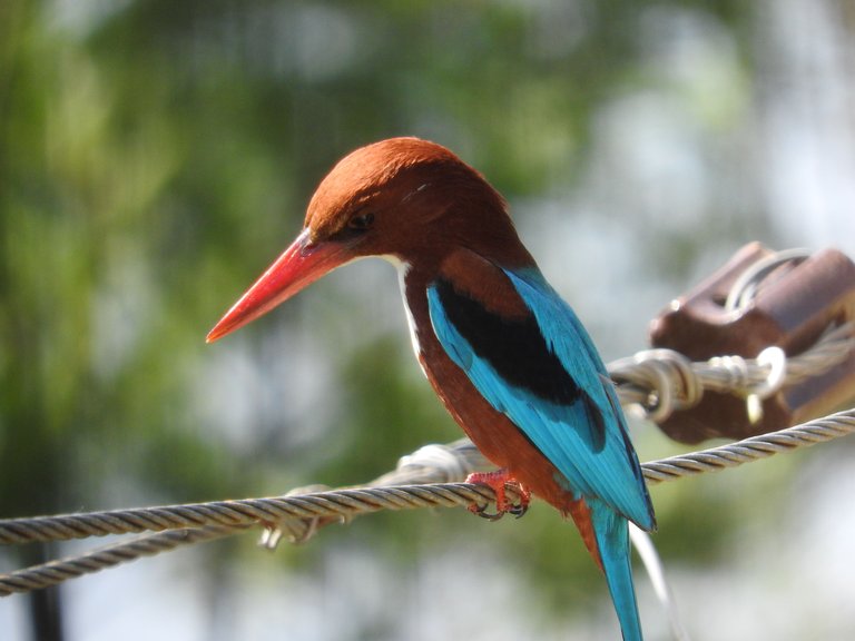 White throated kingfisher.JPG