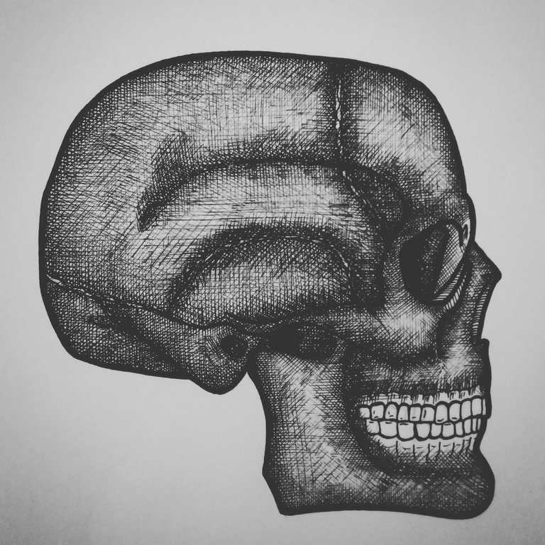 skull.jpg