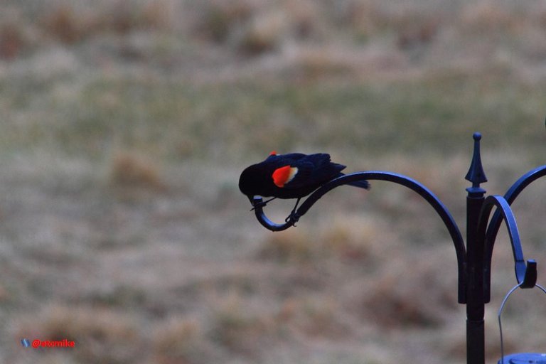 Red-Winged Blackbird PFW20-24-0024.JPG