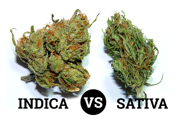 indica_vs_sativa.png