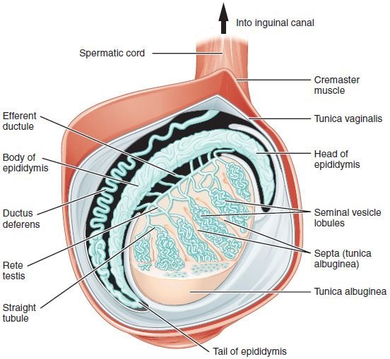 Figure_28_01_03.JPG