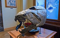 250px-Dunkleosteus_(15677042802).jpg