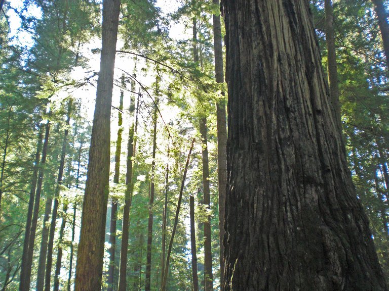 Sunlit-Redwood-Forest-h01.jpg