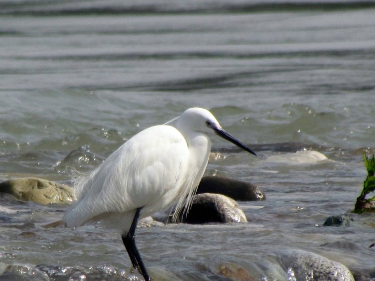 egret9.jpg