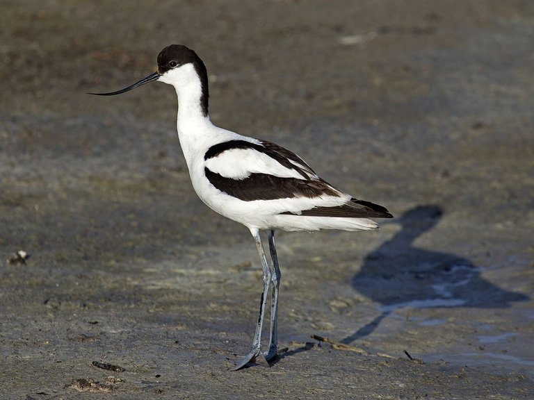 1200px-Pied_Avocet_Recurvirostra_avosetta.jpg