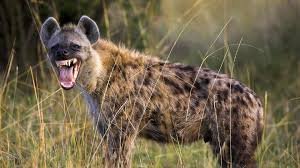 Hyena 2.jpg