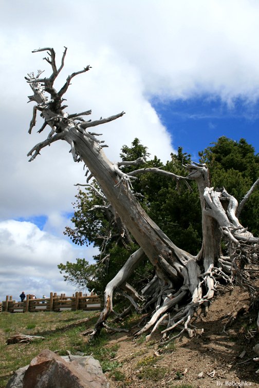 bend-tree-Crater-Lake.jpg