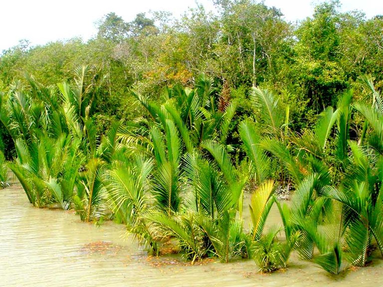 Golpata-at-Sundarbans.jpg