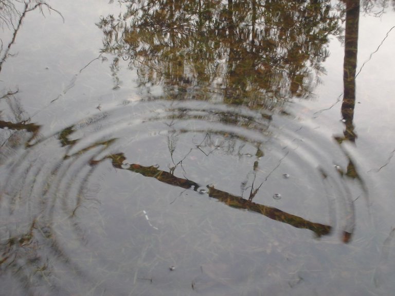 First Spring Rainstorm 2010 Apr 10 031.jpg