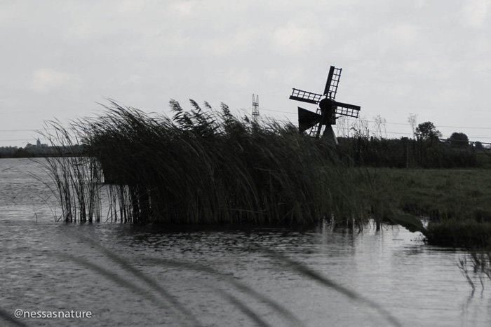 dutch windmill.jpg