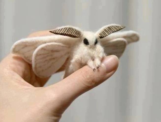 Venezuelan Poodle Moth.jpg