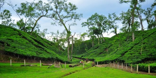 Srimangal-Tourist-places-in-Sylhet-660x330.jpg