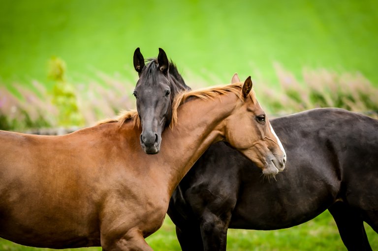 bigstock-Two-Horses-Embracing--112428014.jpg