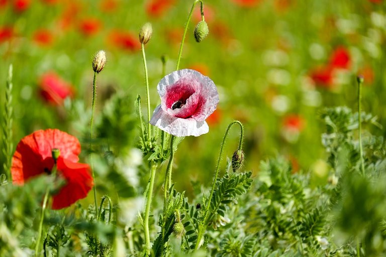 klatschmohn-2426965_960_720.jpg