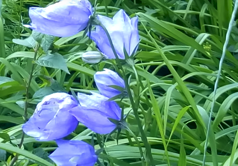 blue flower.png