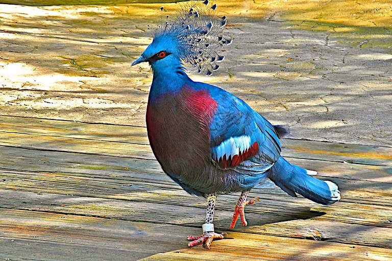 victoria-crowned-pigeon-in-san-diego-zoo-safari-in-escondido-california-ruth-hager.jpg