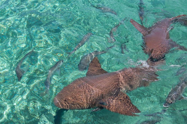 Grey nurse sharks