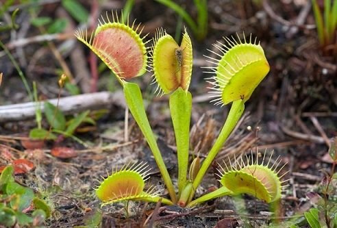 00xp-flytraps_web1-master768.jpg