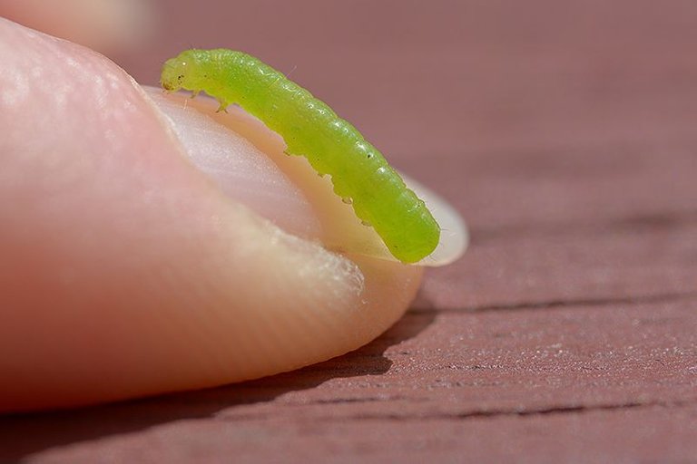 caterpillar.jpg