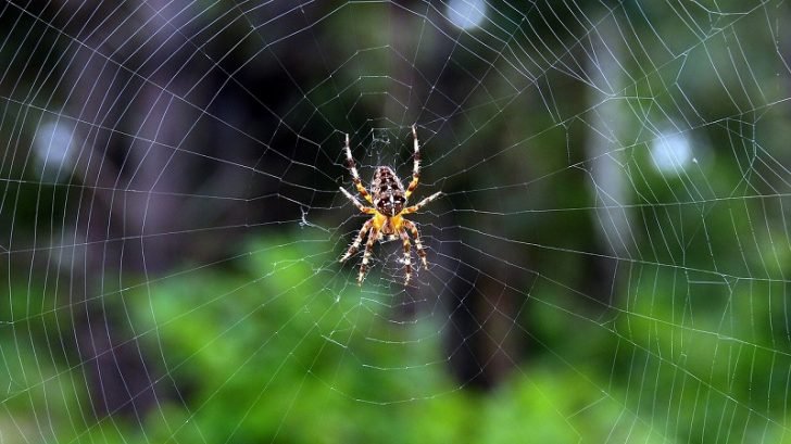 spider-1673428_1280-728x409.jpg