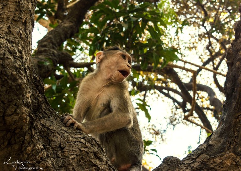 mumbaimonkeytree.jpg