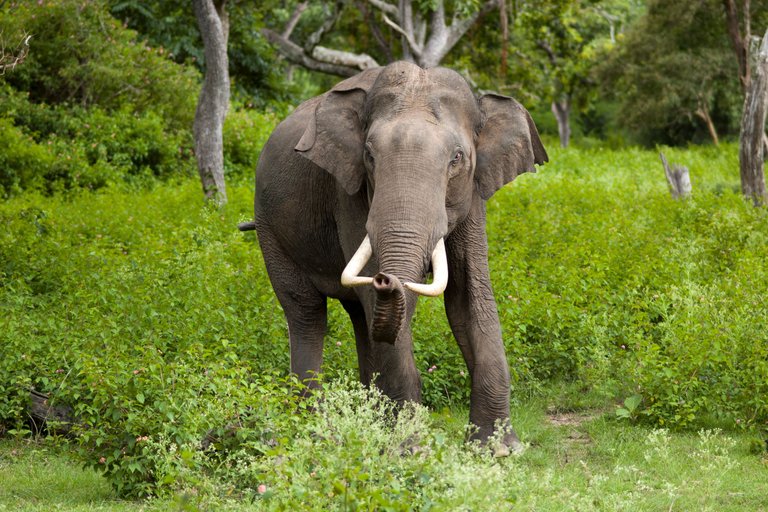 wildlife rangers hurt in elephant attack.jpg