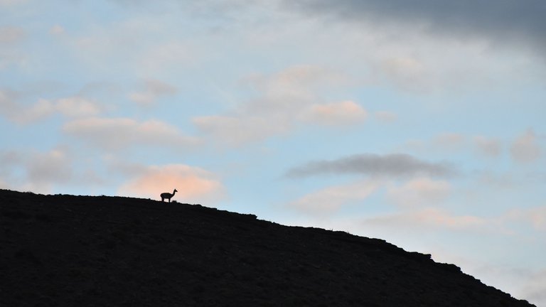 guanaco-silouette-mountain.jpg