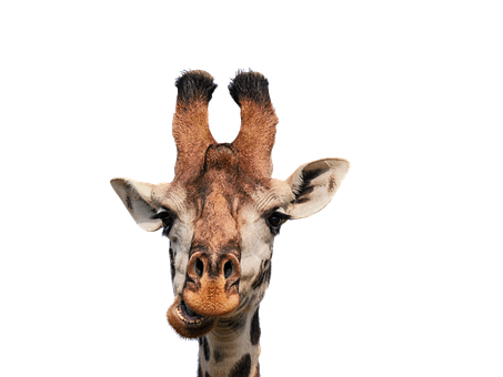 giraffe-3064412__340.png