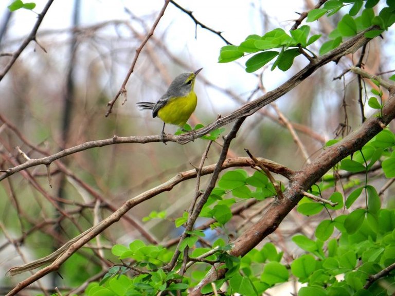 Barbuda-Warbler-Andrea-Otto-800x600.jpg