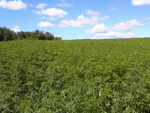 gcs-hemp-field.jpg