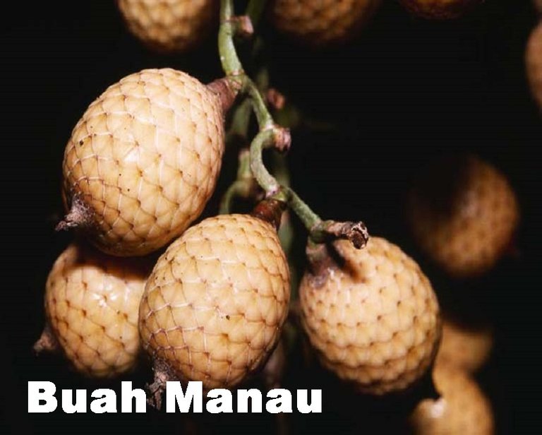 Buah-Manau.jpg