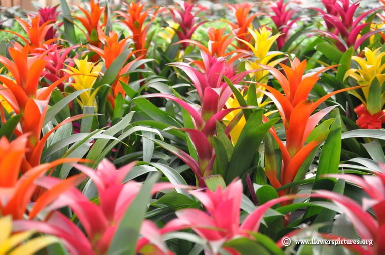 bromeliad_17.jpg