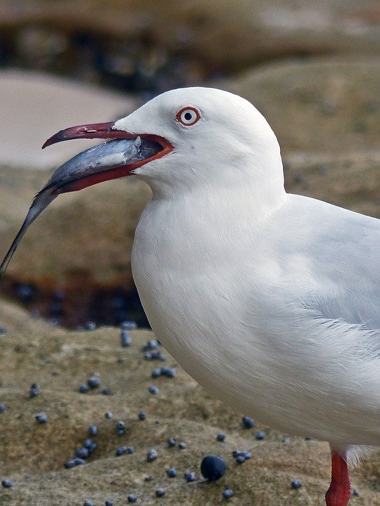 seagull.jpg