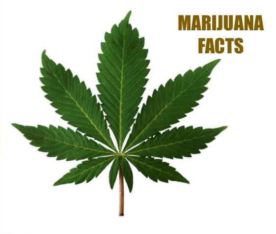 facts-about-marijuana-1-638.jpg