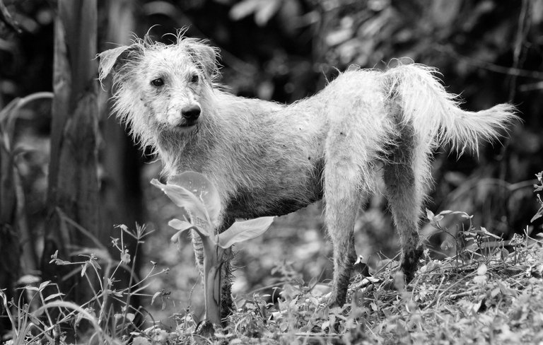 perro-callejero-abandonado-perdido-sucio-Fondos-de-Pantalla-HD-professor-falken.com_.jpg