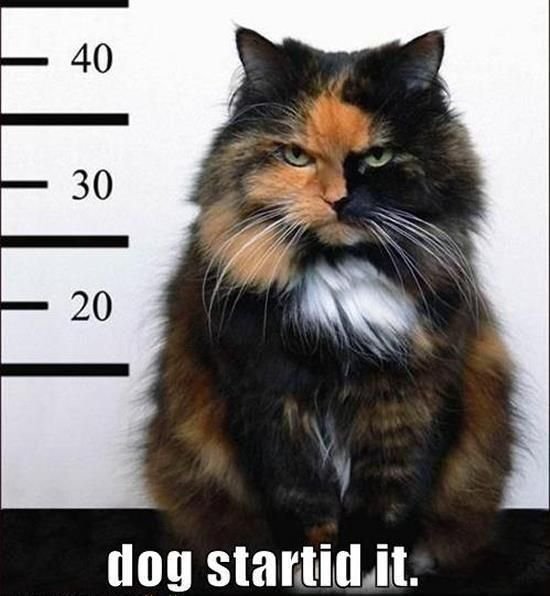 c20106f86597badb19deb91d3e05f026--mug-shots-kitty-cats.jpg