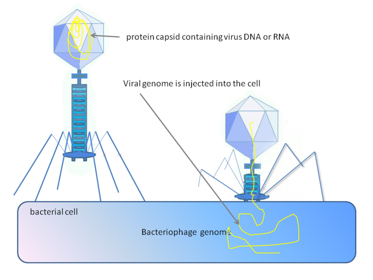 800px-Phage_injecting_its_genome_into_bacterial_cell.png