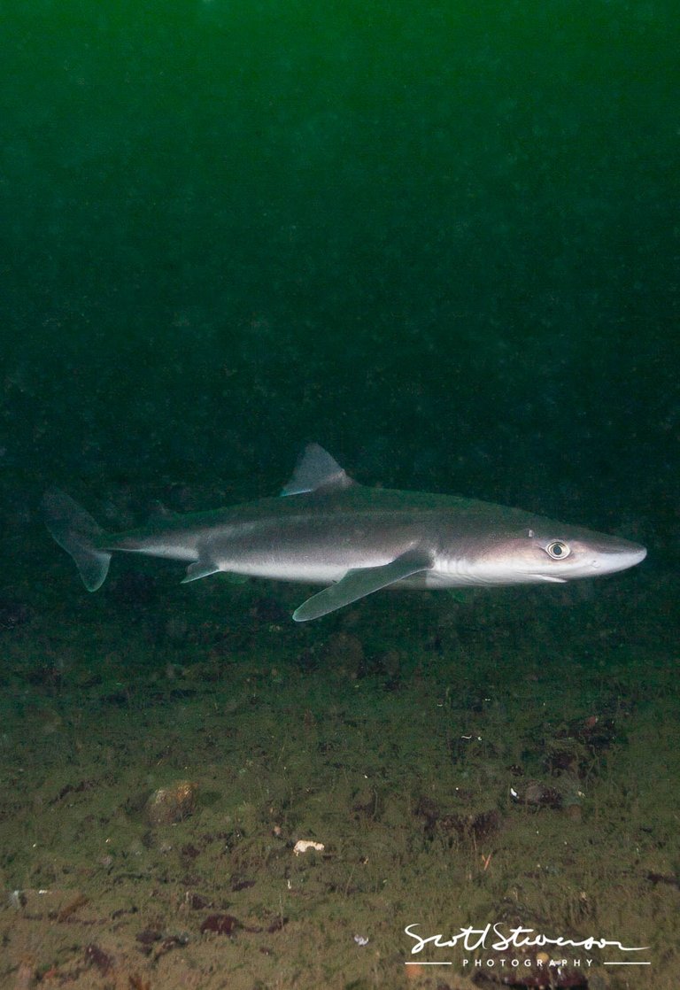 Pacific Spiny Dogfish-1.jpg