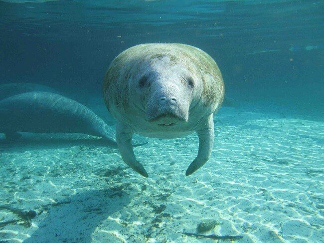 Florida-Manatee.jpg