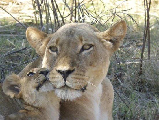 royal-zambezi-lodge.jpg