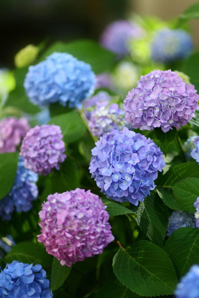 gallery-1496693613-hydrangea.jpg