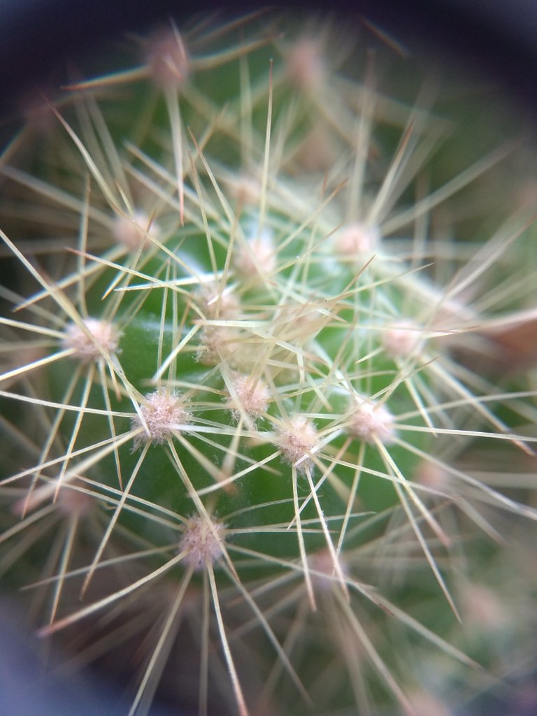 Cactus.jpg