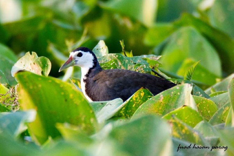 white breasted waterhen.jpg