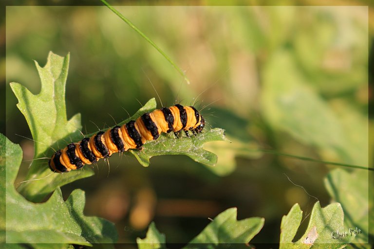 Tyria jacobaeae 3-signed.jpg