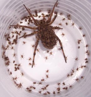 mum_and_babies_wolf_spider3.jpg