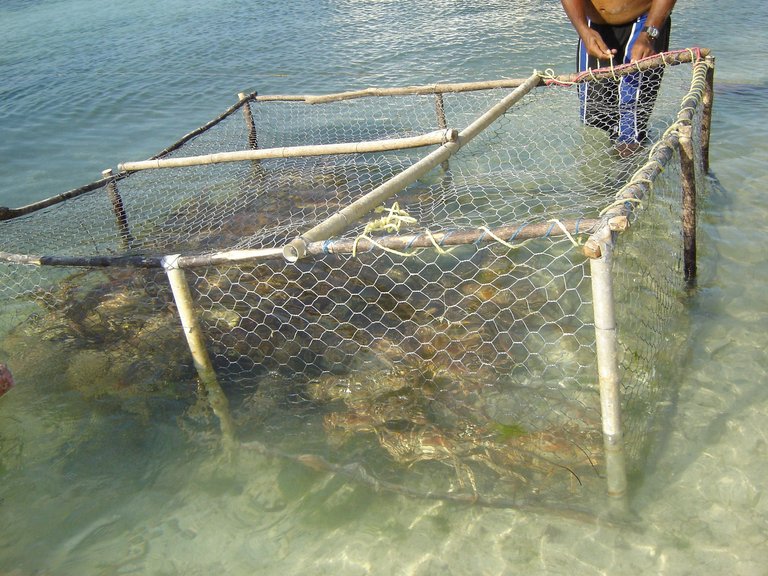 Pesca_de_Langosta_con_Nasa_en_Los_Roques,_Venezuela.jpg